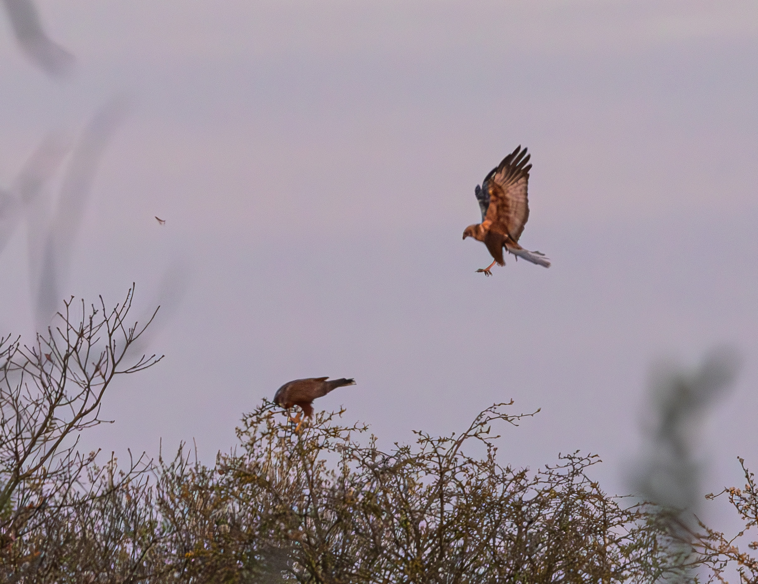 Busards des roseaux (Western Marsh Harrier, Circus aeruginosus), couple adulte se préparant à copuler, Dépôt 54 de la Réserve naturelle de Mont-Bernanchon, Hauts de France.